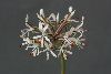 <em>Pelargonium auritum subsp carneum</em>